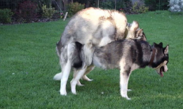 动物配种视频,自然繁衍的精彩瞬间揭秘